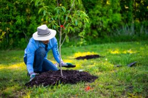 tree planting guide